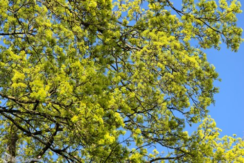 Baum mit jungen Blättern