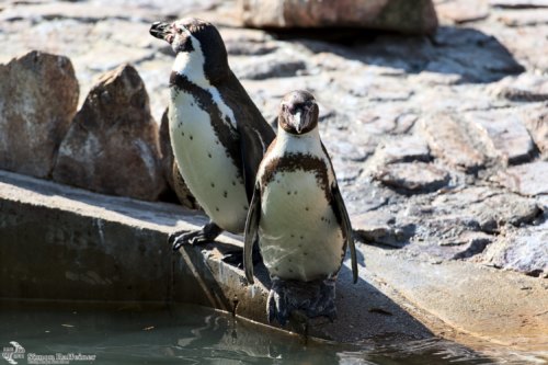 Humboldtpinguine