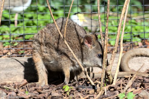 Parmawallaby