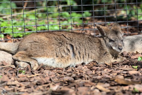 Parmawallaby