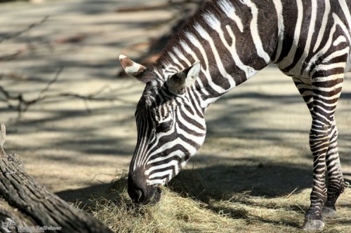 Zebra