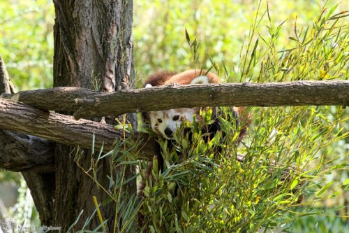 Kleiner Panda