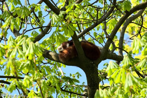 Kleiner Panda