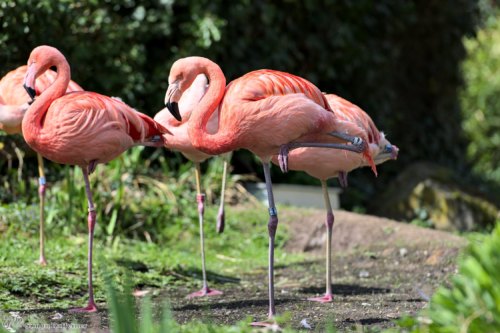 Chileflamingo