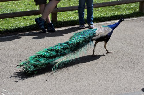 Blauer Pfau