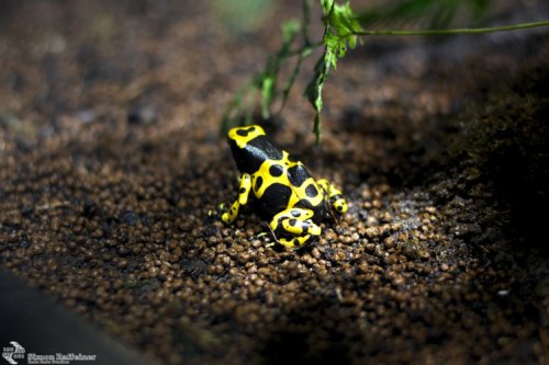 Gelbgebänderter Pfeilgiftfrosch